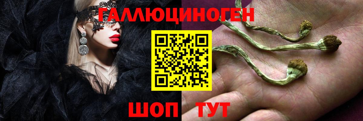 Псилоцибиновые грибы Psilocybe Каспийск